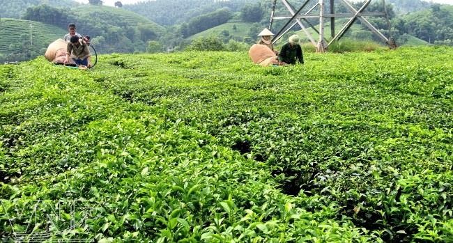 Unlock potential for new rural development in Tan Trao  - ảnh 2